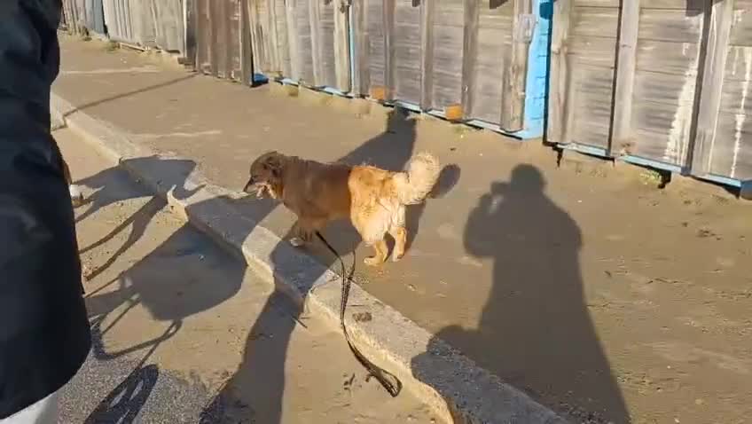 Mixed Breed dogs for adoption: Tomaso  - Video 2