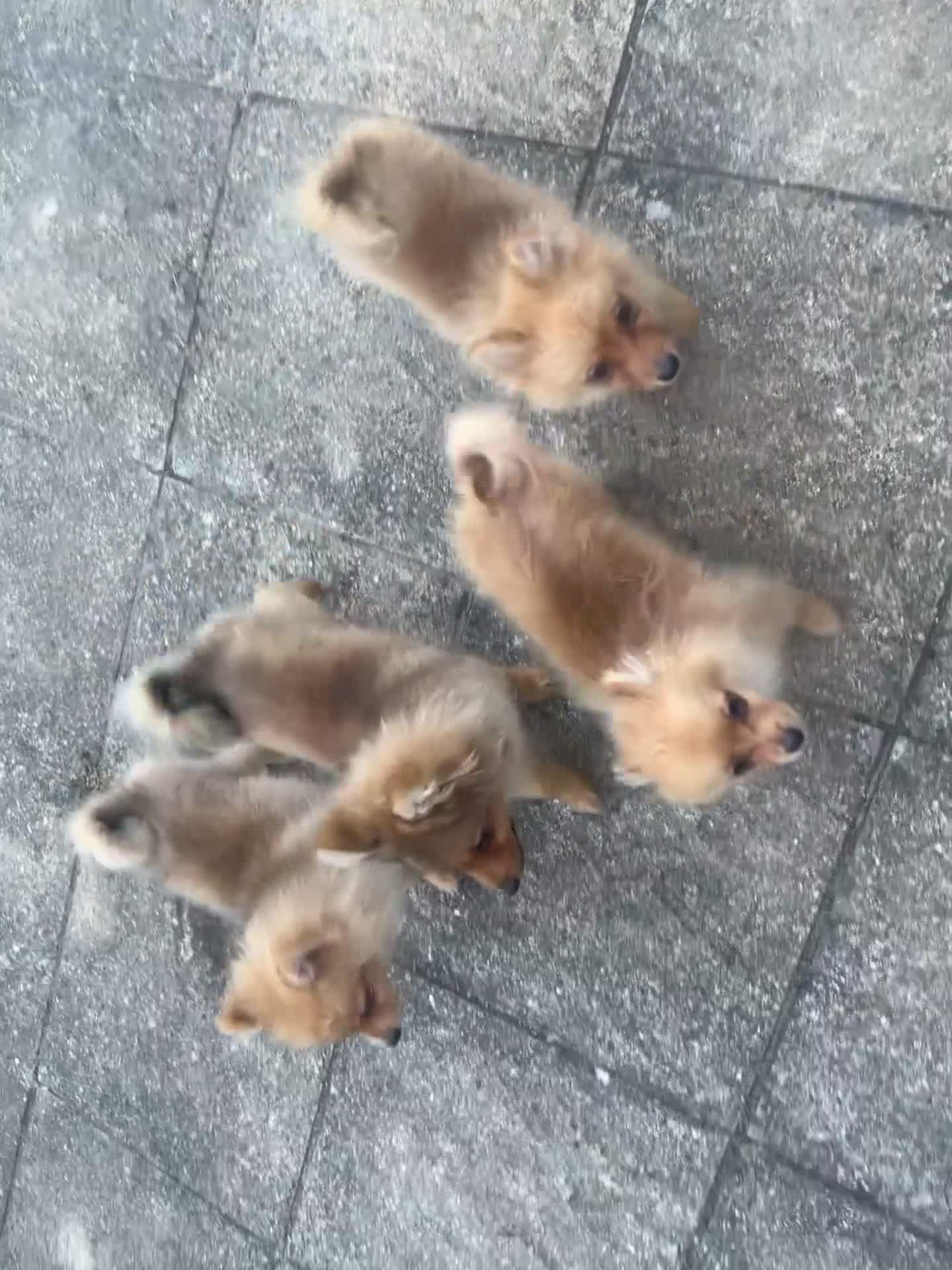 German Spitz dogs for sale: Now All Pup Have Been Reserved - Video 2