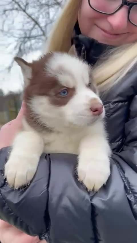 Siberian Husky dogs for sale: 🐶 Siberian Husky puppies ❤️ - Video 1