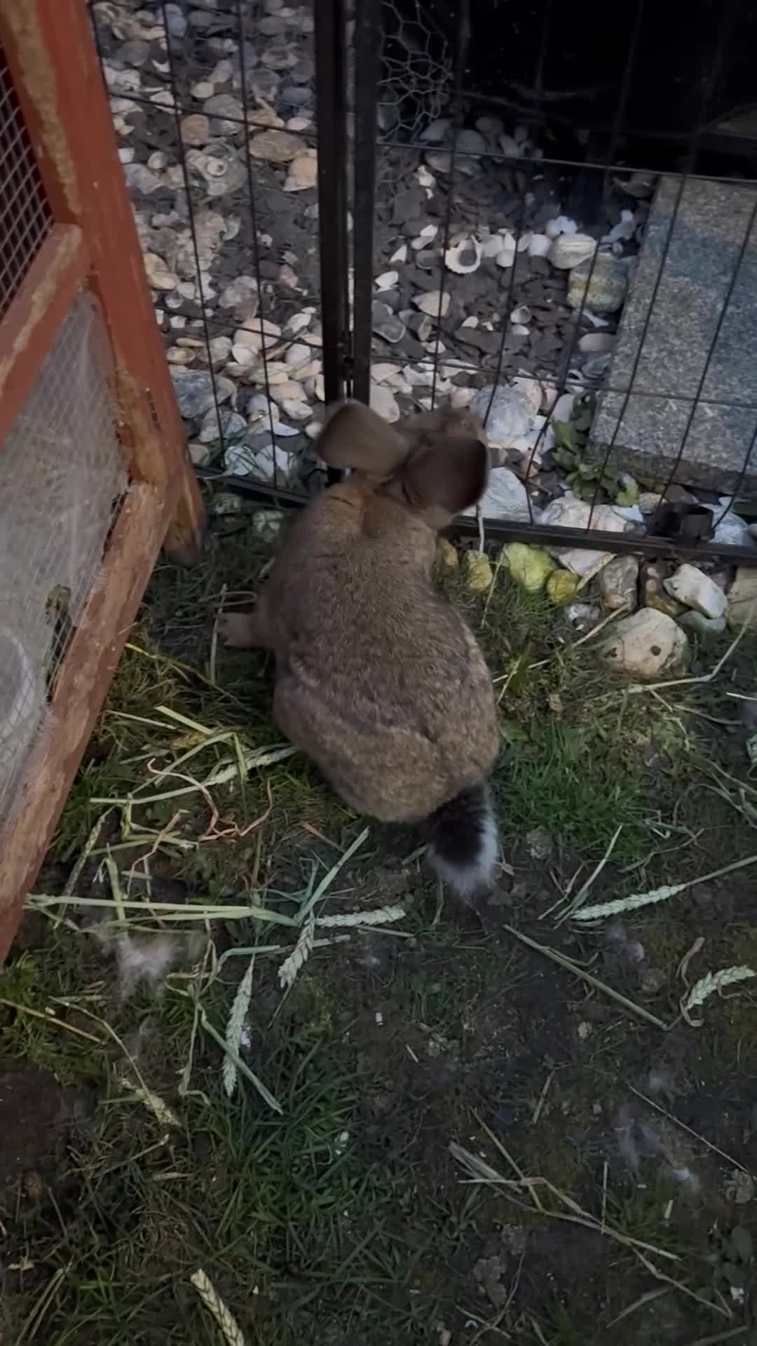Continental Giant rabbits for sale: Agouti Continental giant buck for sale  - Video 1