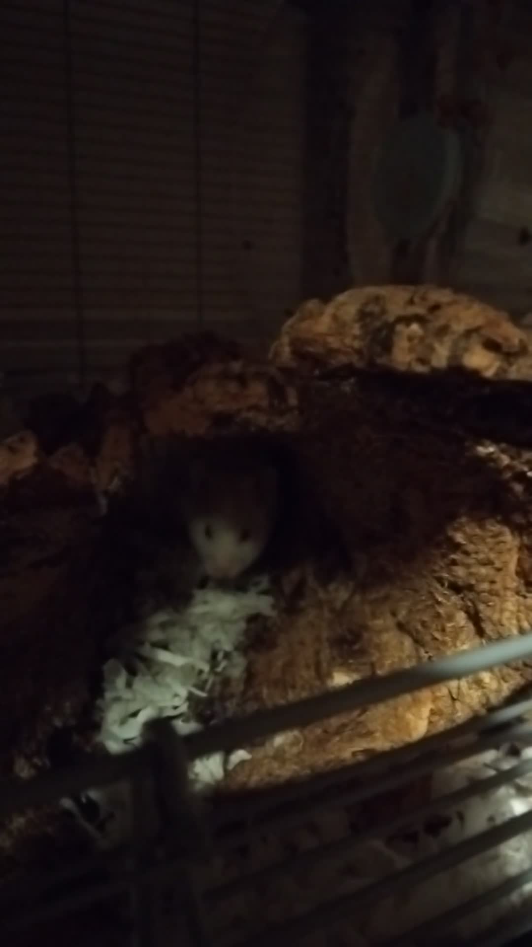 Hamster rodents for sale: 🐹 Male Syrian hamster available for adoption 🐹 - Video 1