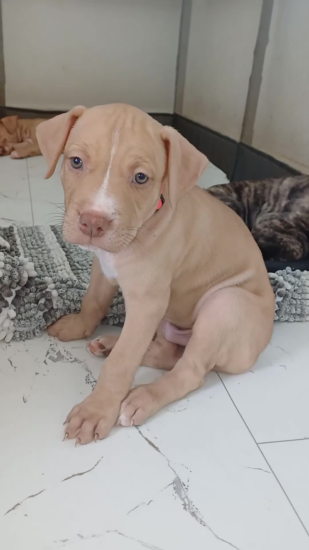 Mixed Breed dogs for sale: Ready to leave  in London - Video 1