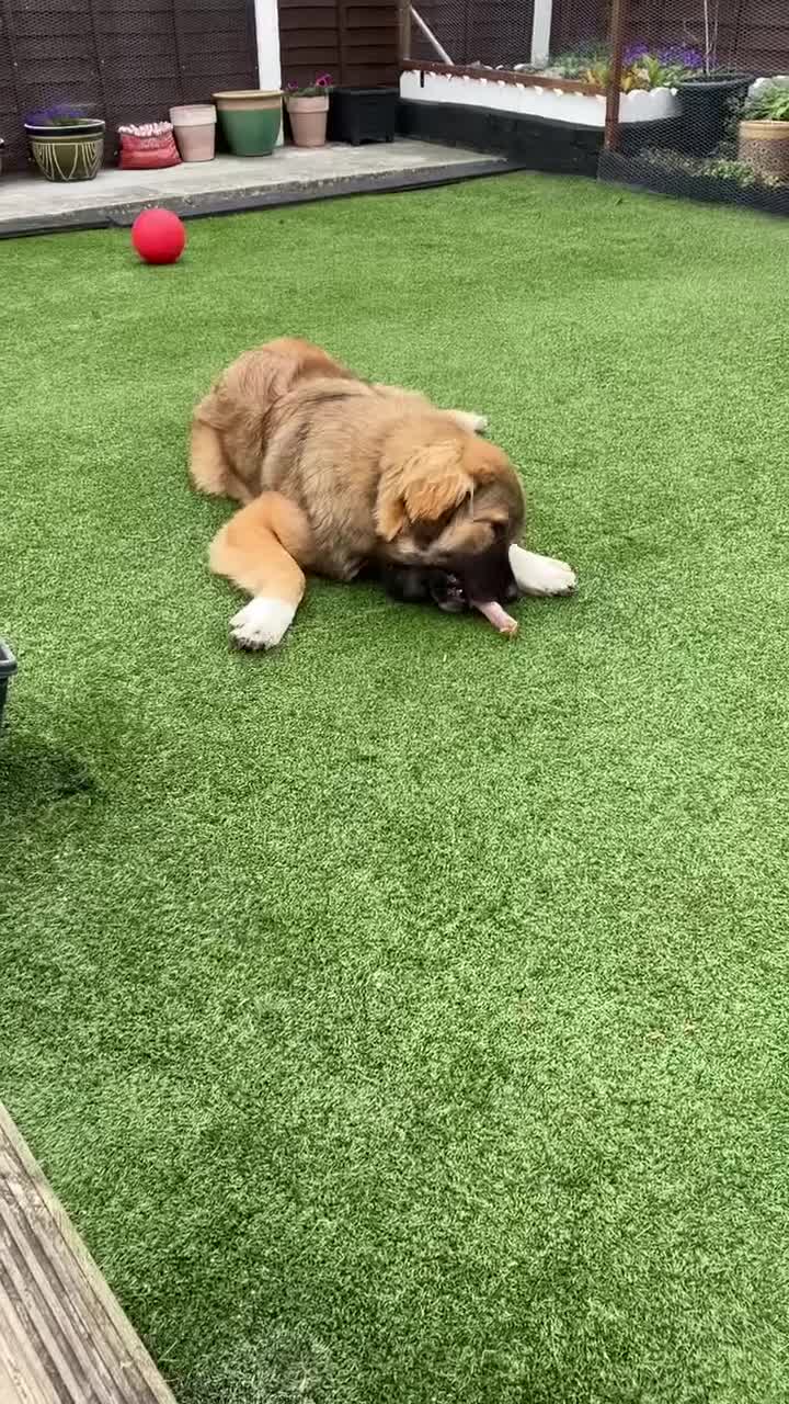 Caucasian Shepherd Dog dogs for sale: Bruce 3/4Ovcharka (Caucasian Shepherd)1/4StBernard - Video 2