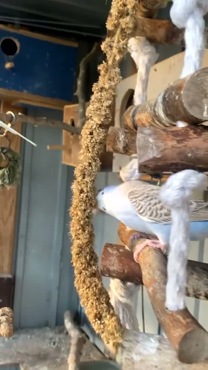 Budgerigars birds for sale: Baby budgies for sale - Video 4