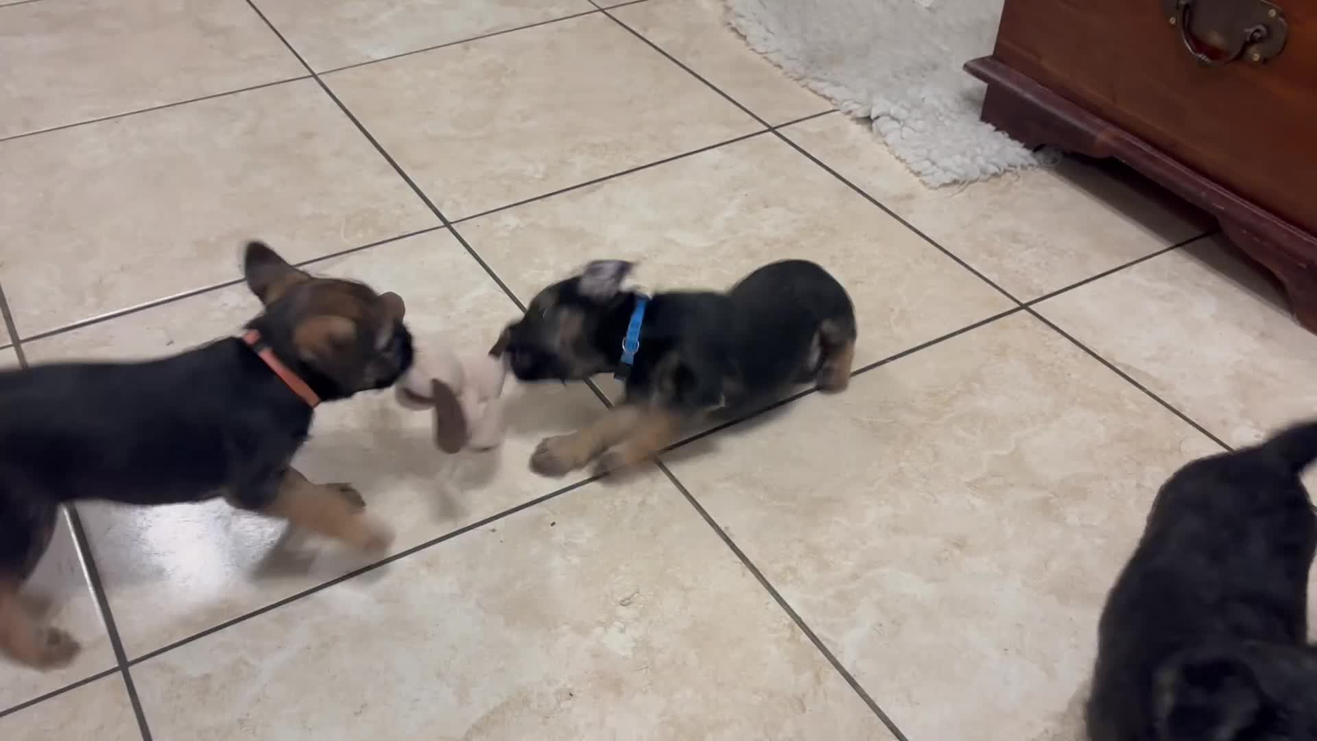 Border Terrier dogs for sale: Adorable Border Terrier Puppies Ready 22 Jan - Video 1