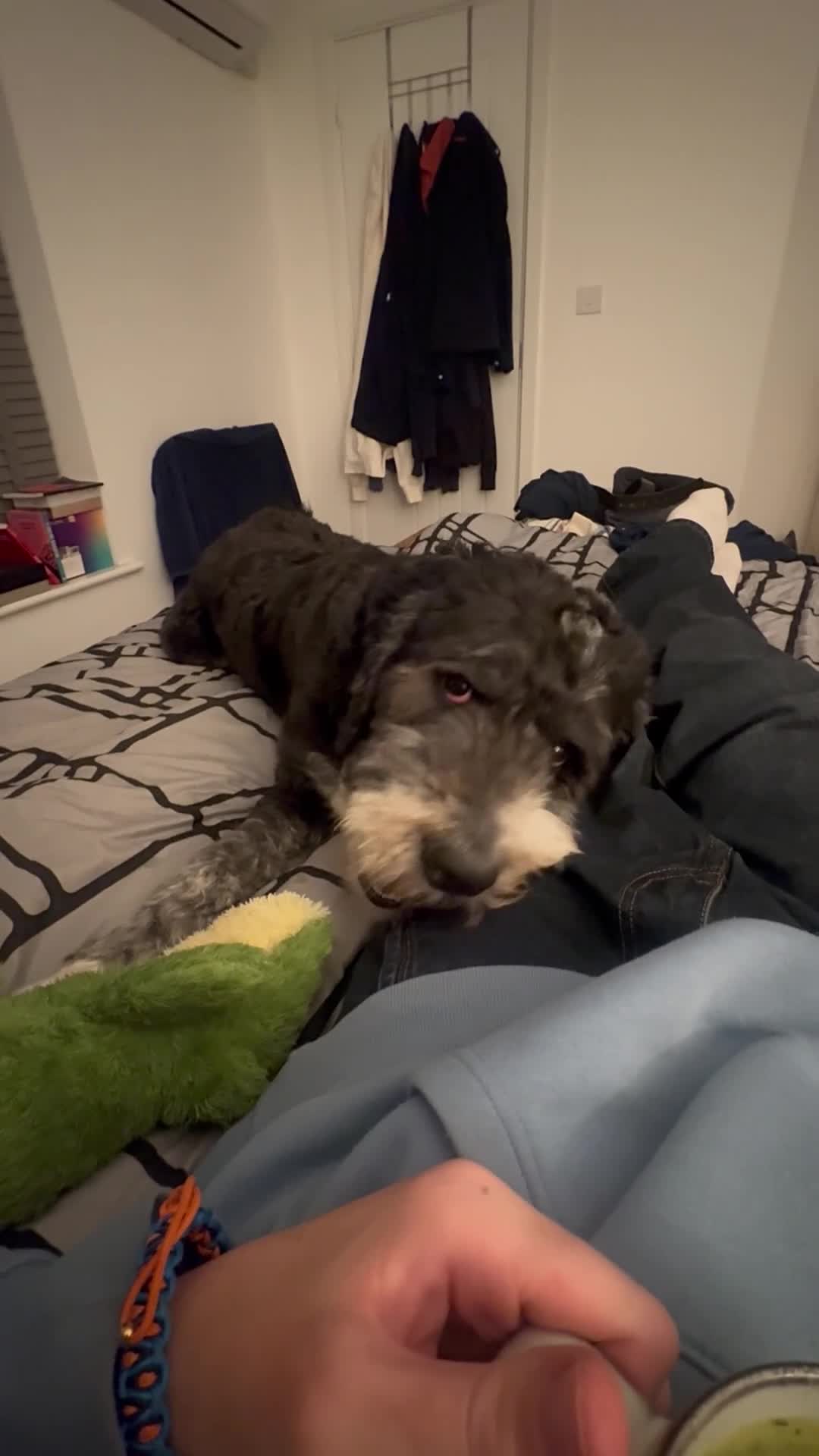 Bernedoodle dogs for sale: 2 yr old Bernedoodle- Male  - Video 1
