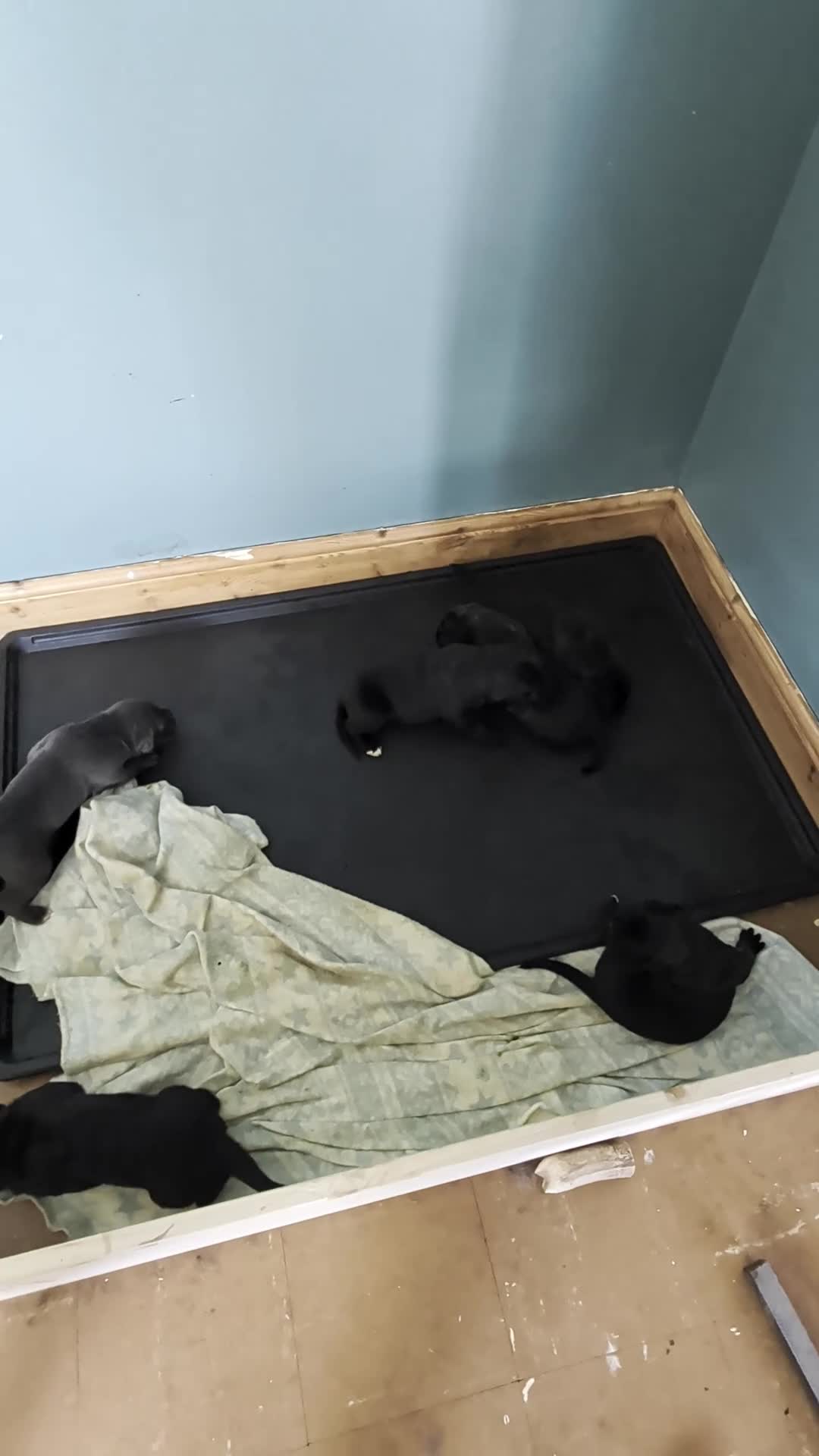 Cane Corso dogs for sale: Cane corso puppies - Video 1