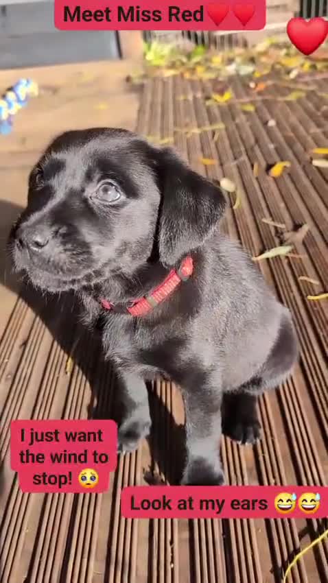 Labrador Retriever dogs for sale: Stunning labrador puppies from good working lines - Video 3