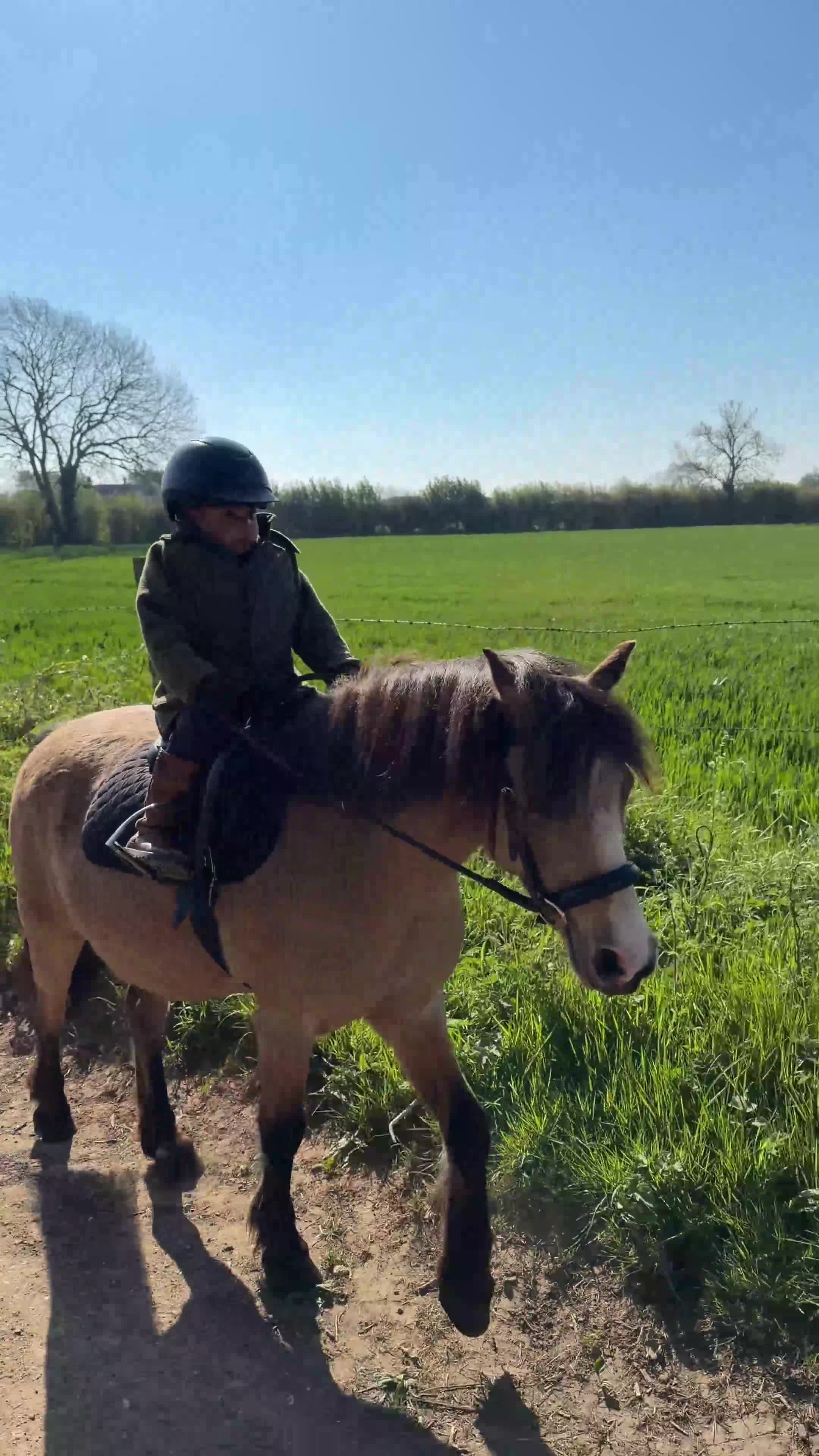Welsh Section A horses for sale: Teddy - perfect 1st lead rein pony  in Hemel Hempstead - Video 1