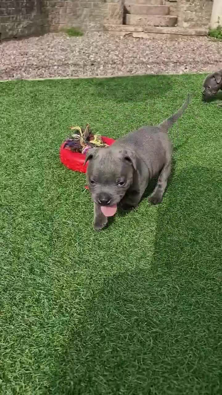 Staffordshire Bull Terrier dogs for sale: 2 female Blue Staffordshire Bull Terrier puppy KC - Video 2