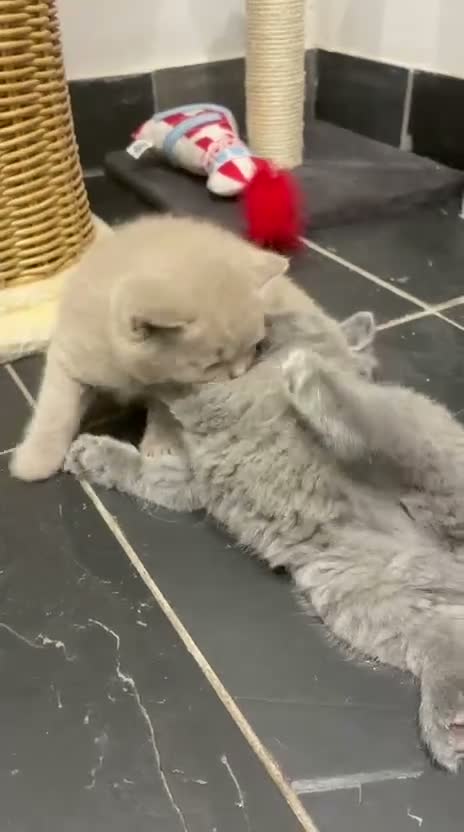 British Shorthair cats for sale: 🐾🏡GCCF Registered BSH Kittens | Champion Line 💫 in Pinner - Video 2