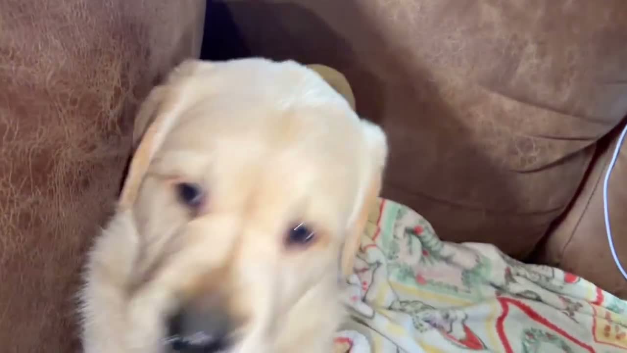 Goldador dogs for sale: F1 Goldador puppies - Video 2