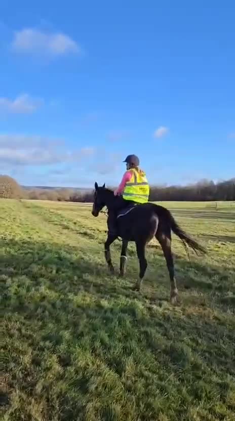 Irish Thoroughbred horses for sale: 15.3H TB Mare ex Racer excellent manners 17 years  - Video 3