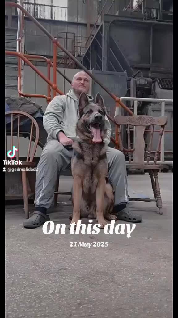 German Shepherd dogs for sale: German shepherd pups - Video 2