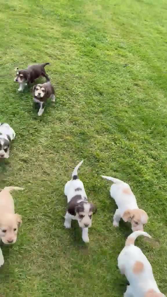 Cocker Spaniel dogs for sale: Cocker Spaniel puppies - Video 4