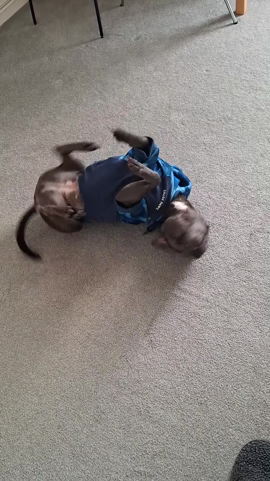 Staffordshire Bull Terrier dogs for sale: Gooner - Video 2