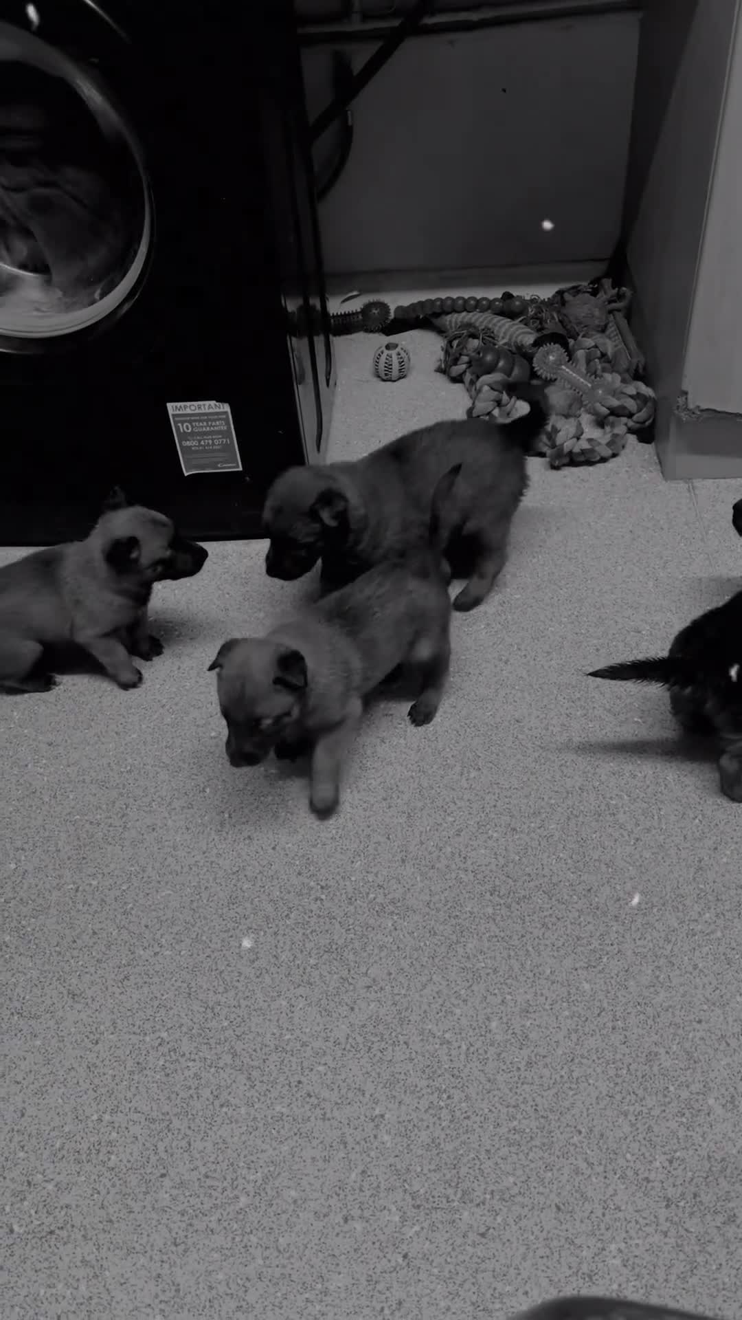 Belgian Shepherd Dog dogs for sale: Belgian malinios puppies - Video 4