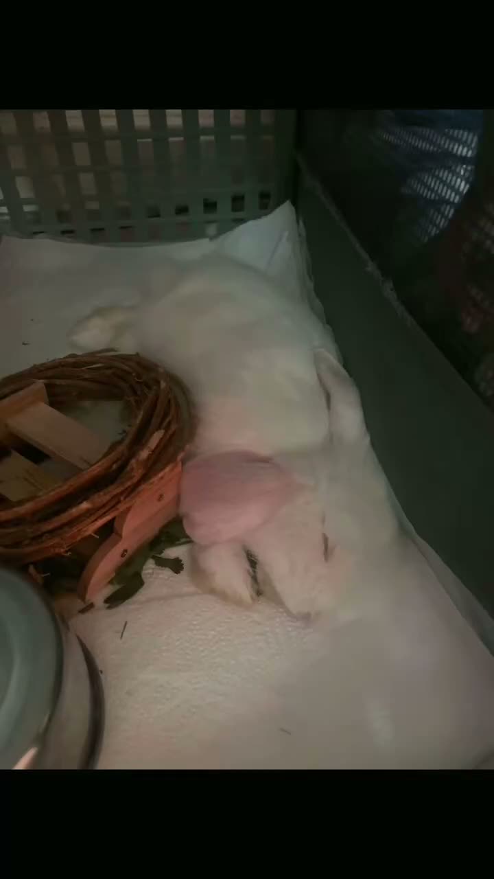 Mini Lop rabbits for sale: Minilop bunny Willow  in Manchester - Video 3