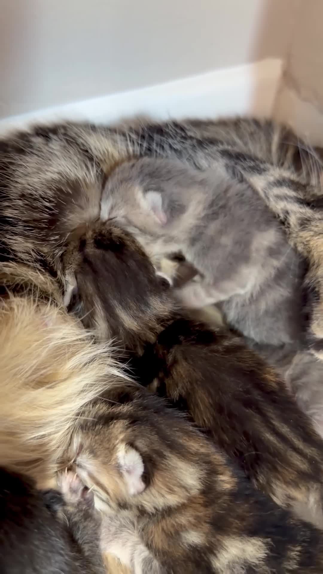 Mixed Breed cats for sale: Lovely Litter Of Mixed Kittens in Hull - Video 2