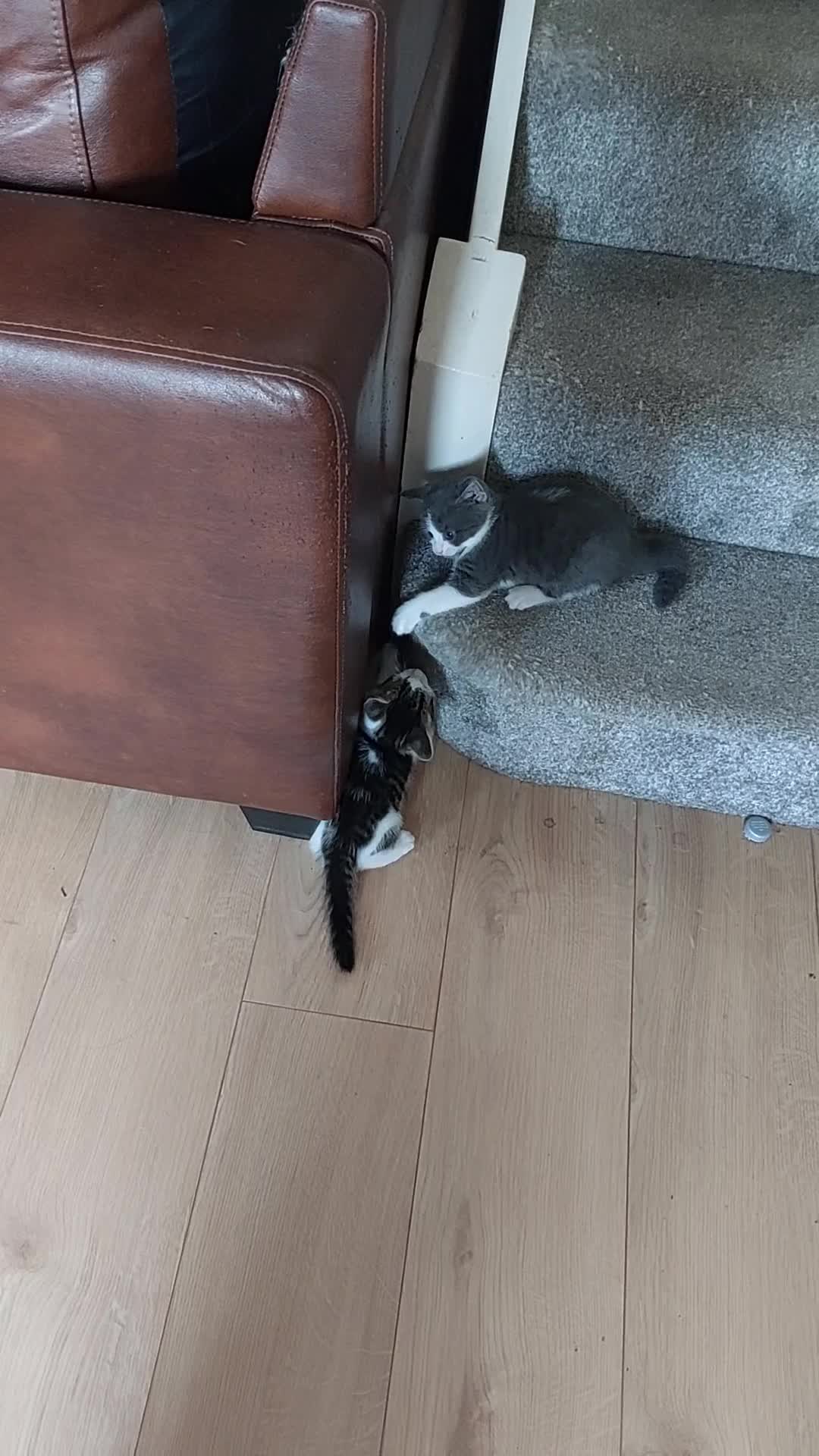 Mixed Breed cats for sale: Kittens for sale - Video 1