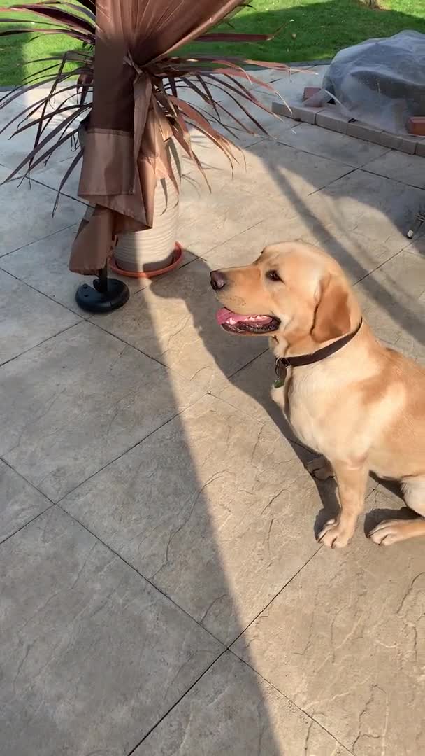 Labrador Retriever dogs for stud: KC REGISTERED STUD DOG in Trowbridge - Video 1