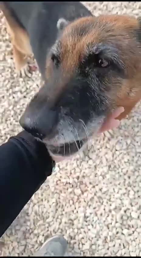 Mixed Breed dogs for adoption: 8 years in chains 😭 🚨 urgent in Hengoed - Video 1