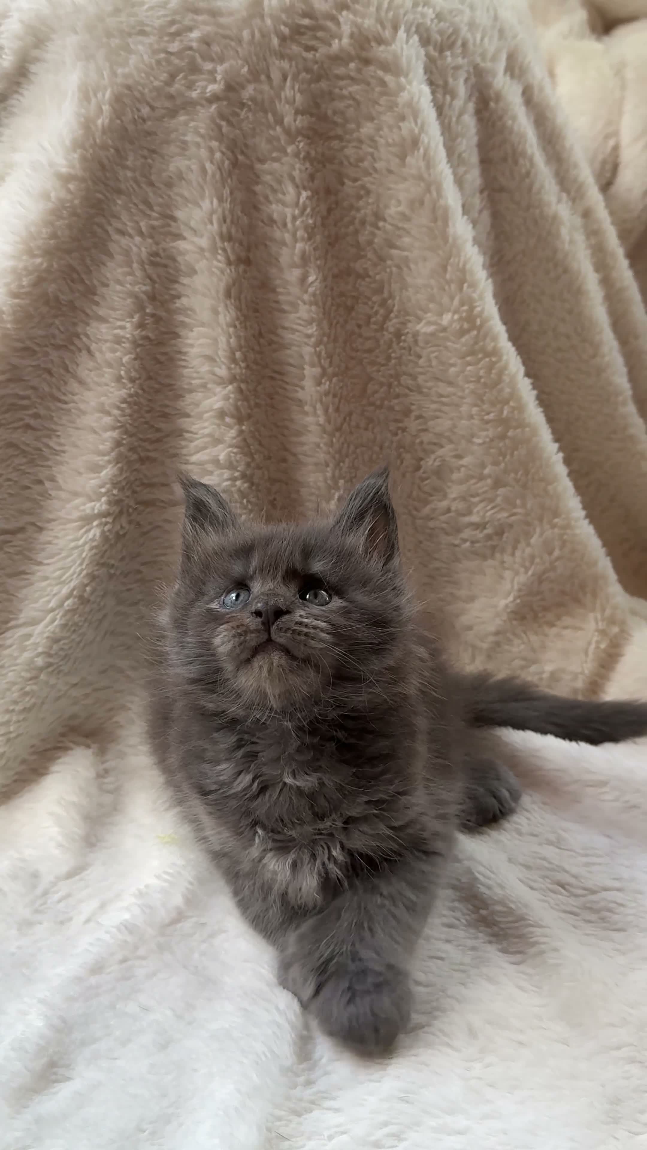 Maine Coon cats for sale: Beautiful litter of 7 Maine Coon kittens  - Video 1