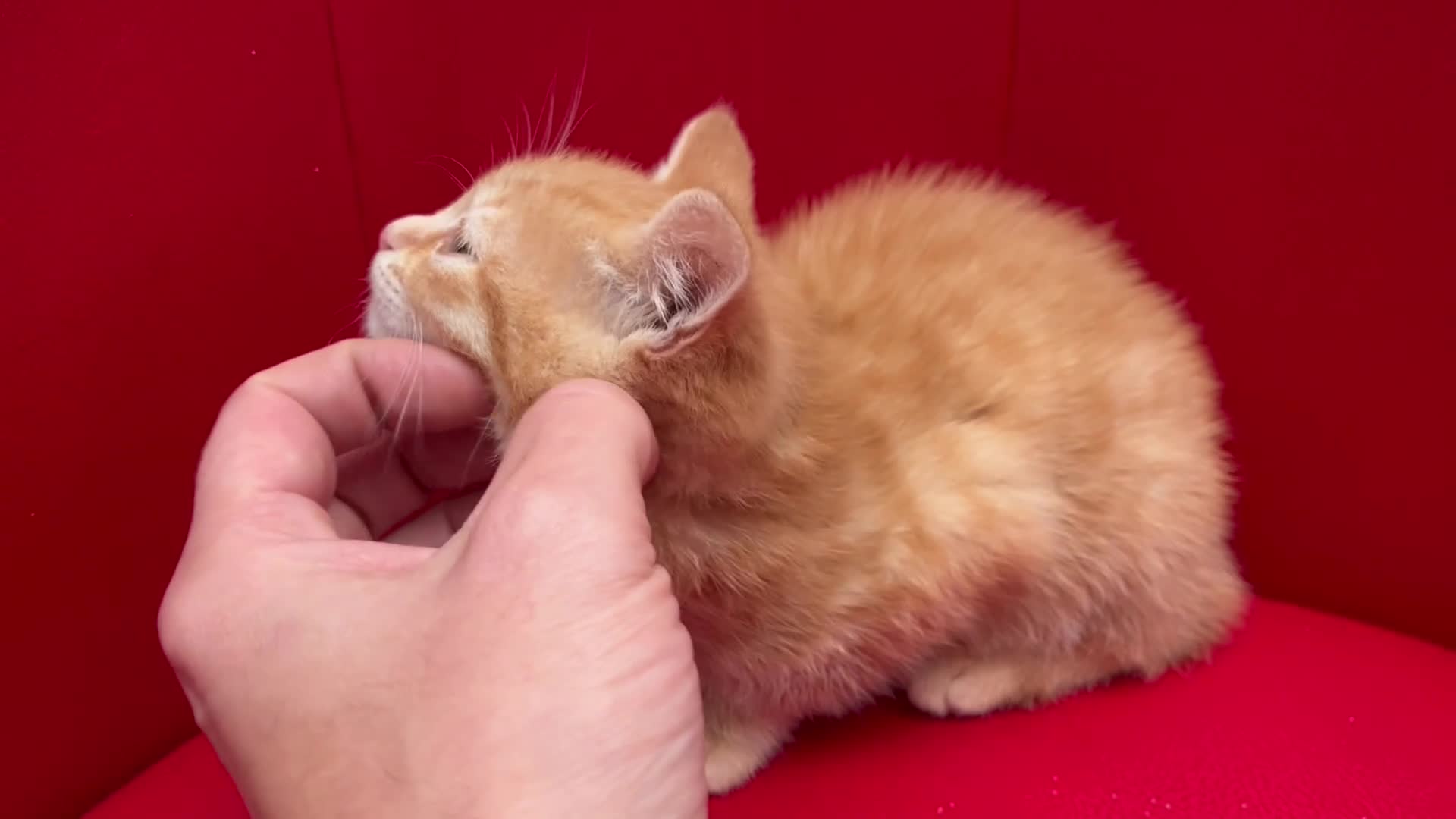 Mixed Breed cats for sale: Ginger Boy looking for a loving home. - Video 1