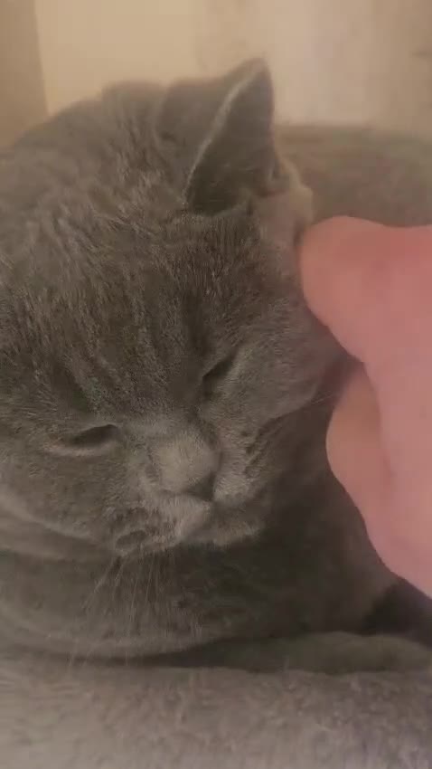 British Shorthair cats for sale: Blue british short hair 8 month old - Video 1