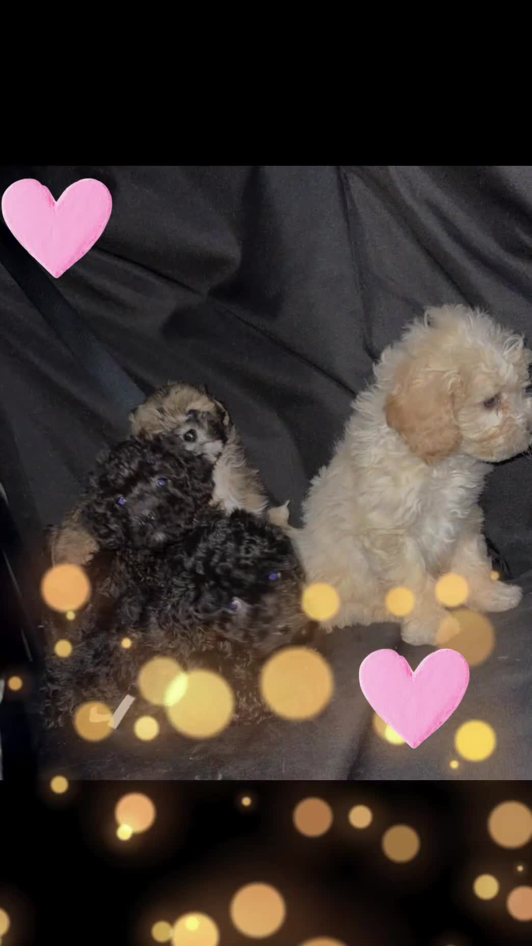 Cavapoo dogs for sale: Last 3 beautiful f1b Cavapoo - Video 3
