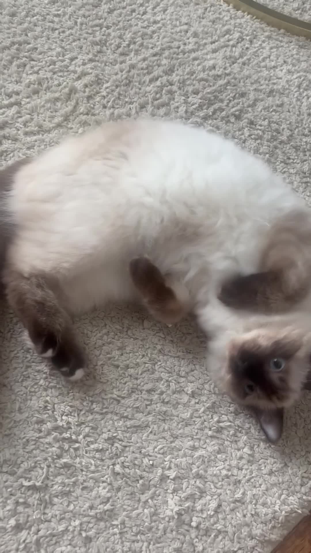 Ragdoll cats for sale: Female seal point ragdoll in Brighouse - Video 1