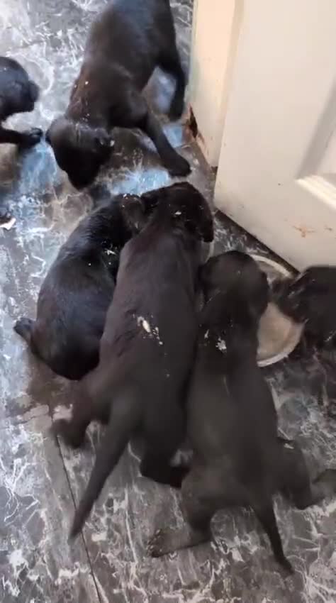 Mixed Breed dogs for sale: Puppies ready for their forever homes   in Grimsby - Video 2