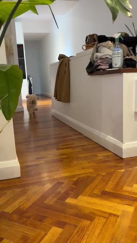 Cockapoo dogs for sale: Male Cockapoo puppy  - Video 2