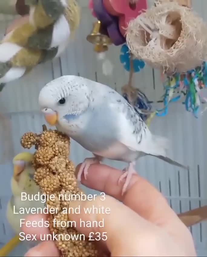 Budgerigars birds for sale: Superb home bred beautifully coloured baby budgies - Video 4