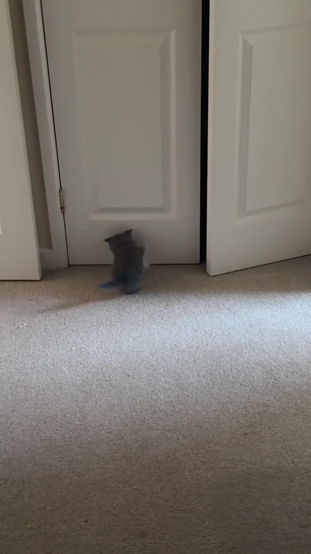 British Shorthair cats for sale: 🐾 British Shorthair Kittens Available 🐾 - Video 1
