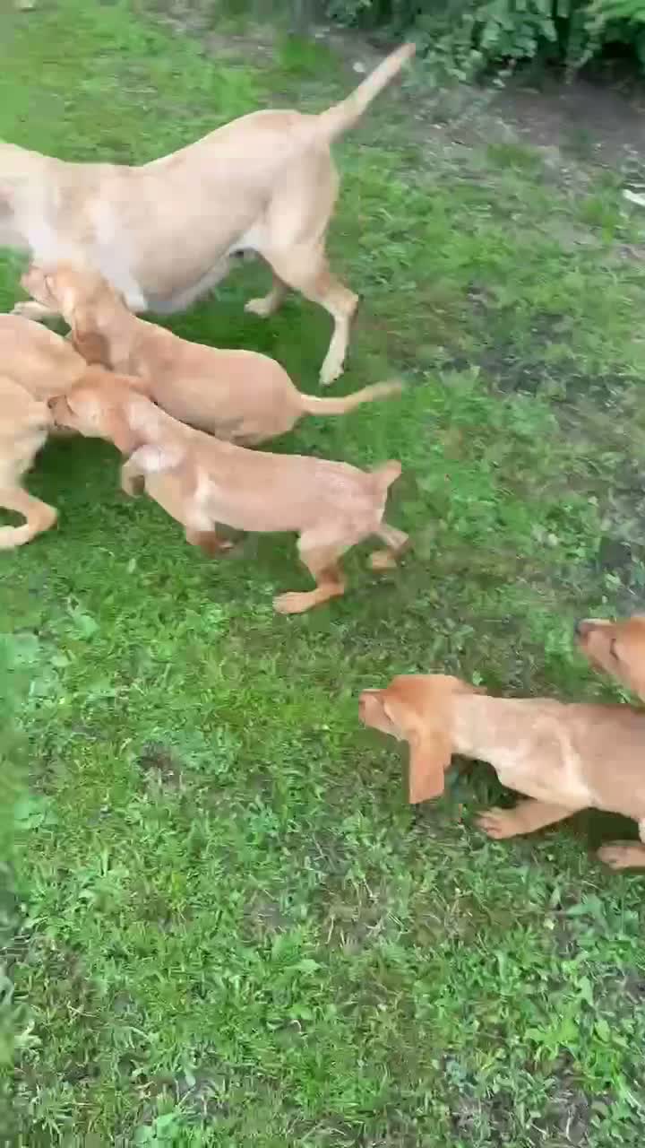 Labrador Retriever dogs for sale: Fox red & Yellow Labrador Puppies  - Video 2