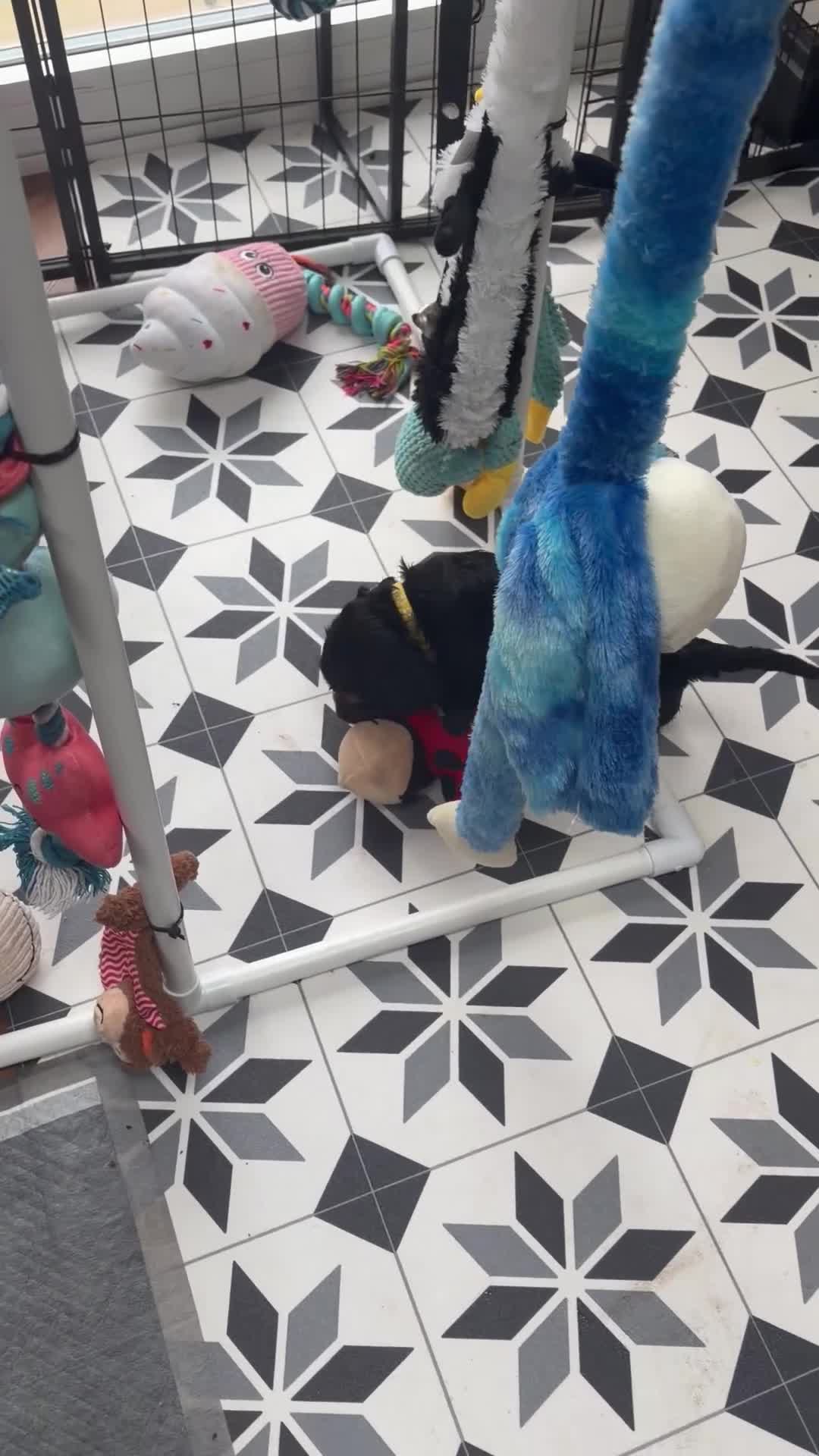 Cocker Spaniel dogs for sale: 💚 FULLY VACCINATED & READY NOW 💚 - Video 2