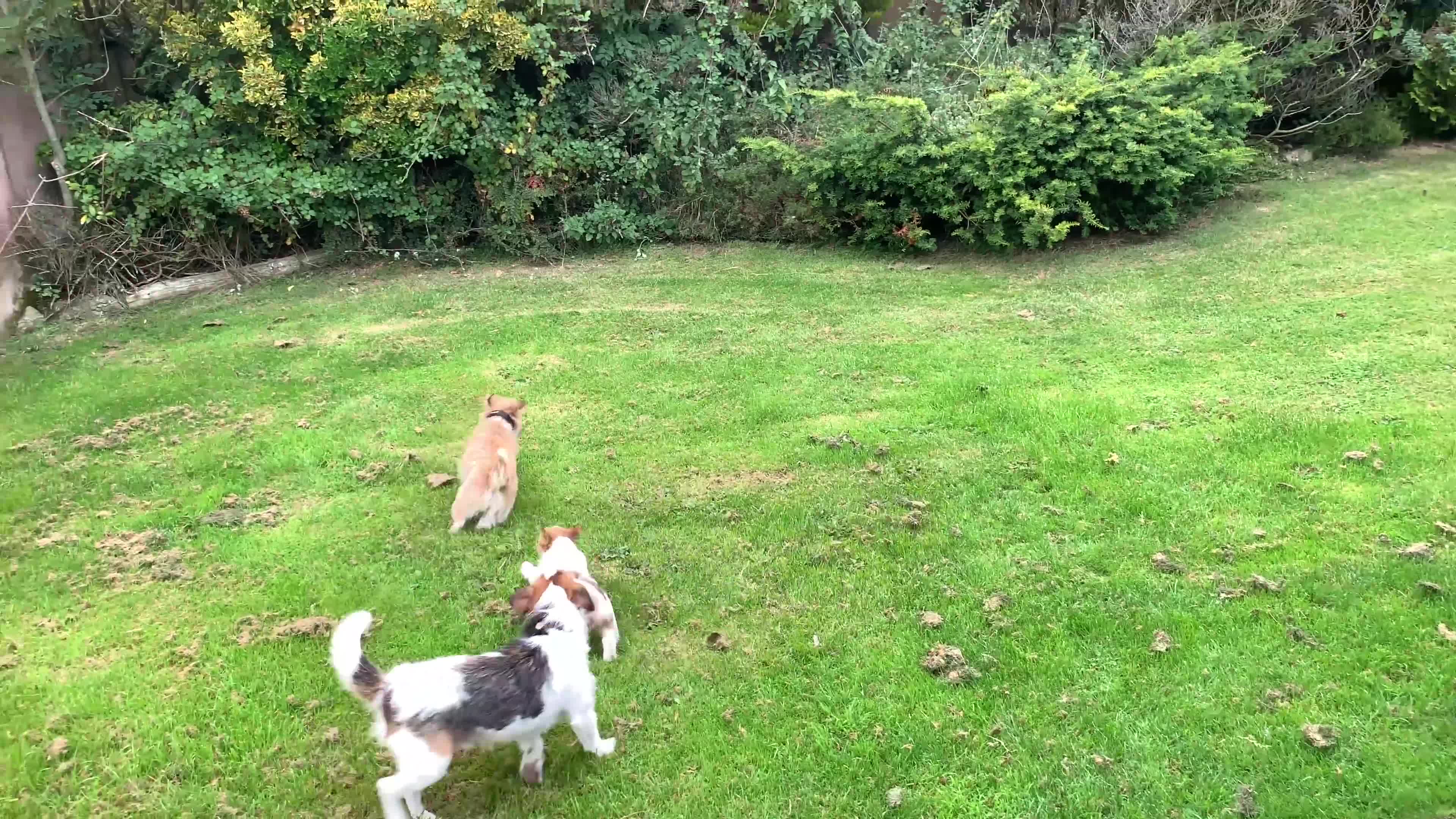 Jack Russell dogs for sale: Gorgeous Jack Russell  puppies ready now, two left - Video 1