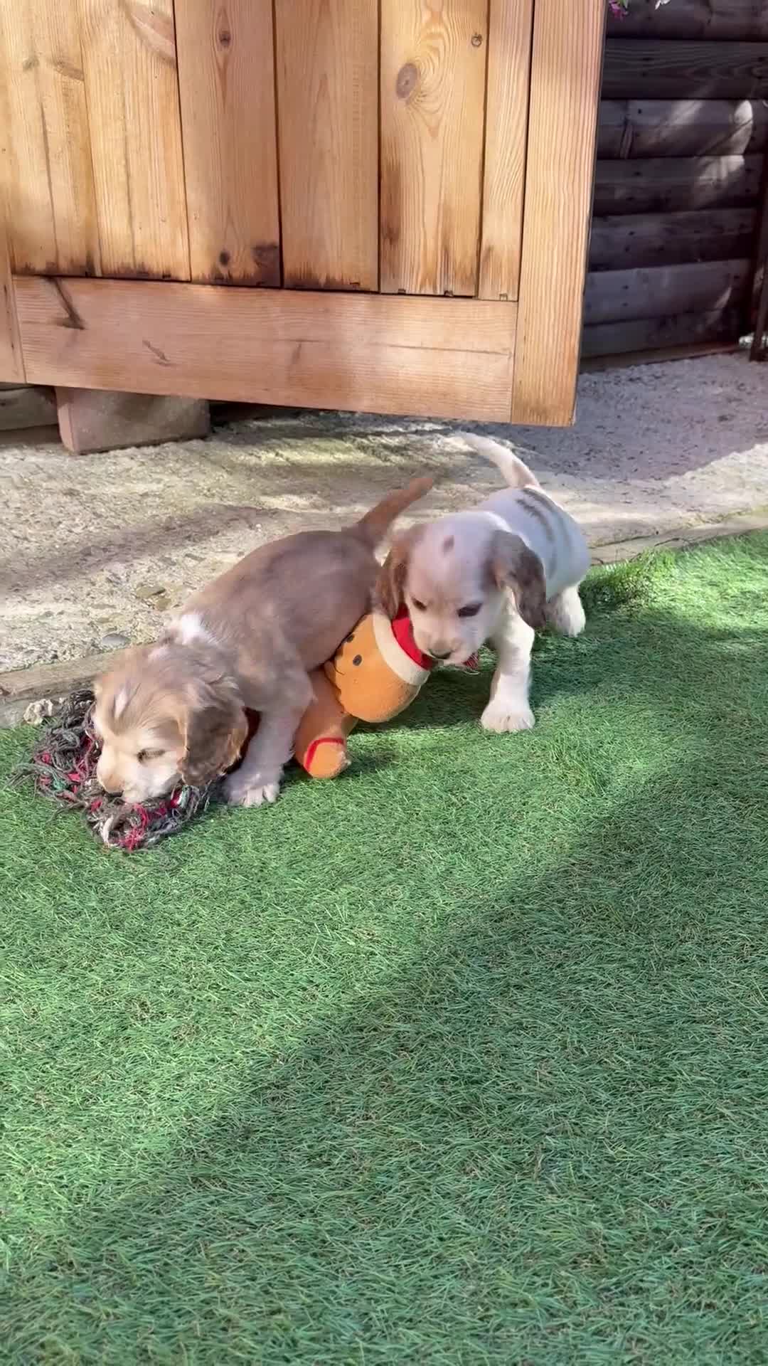 Cocker Spaniel dogs for sale: Show Type Cocker Spaniels - Video 1
