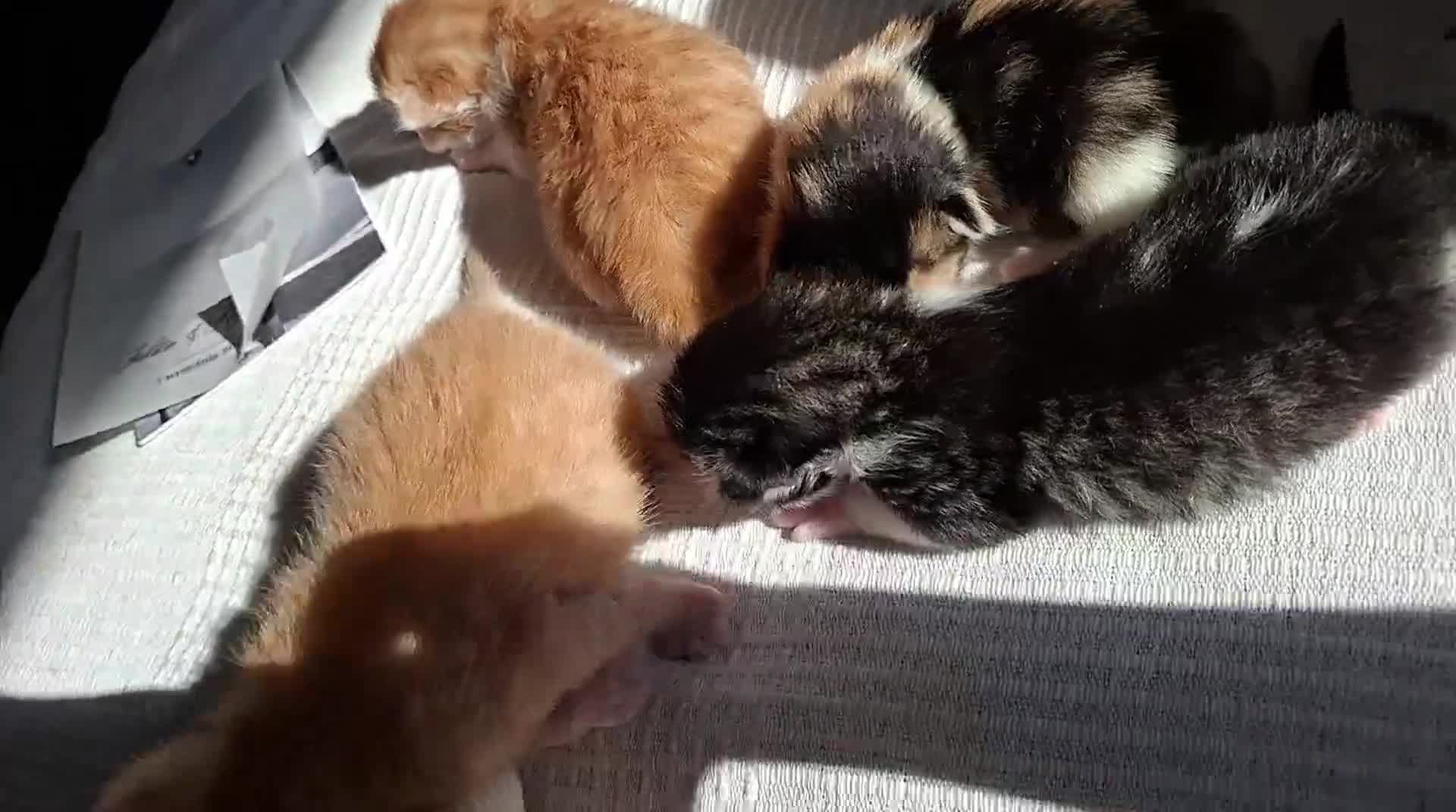 Mixed Breed cats for sale: Female  - Video 1