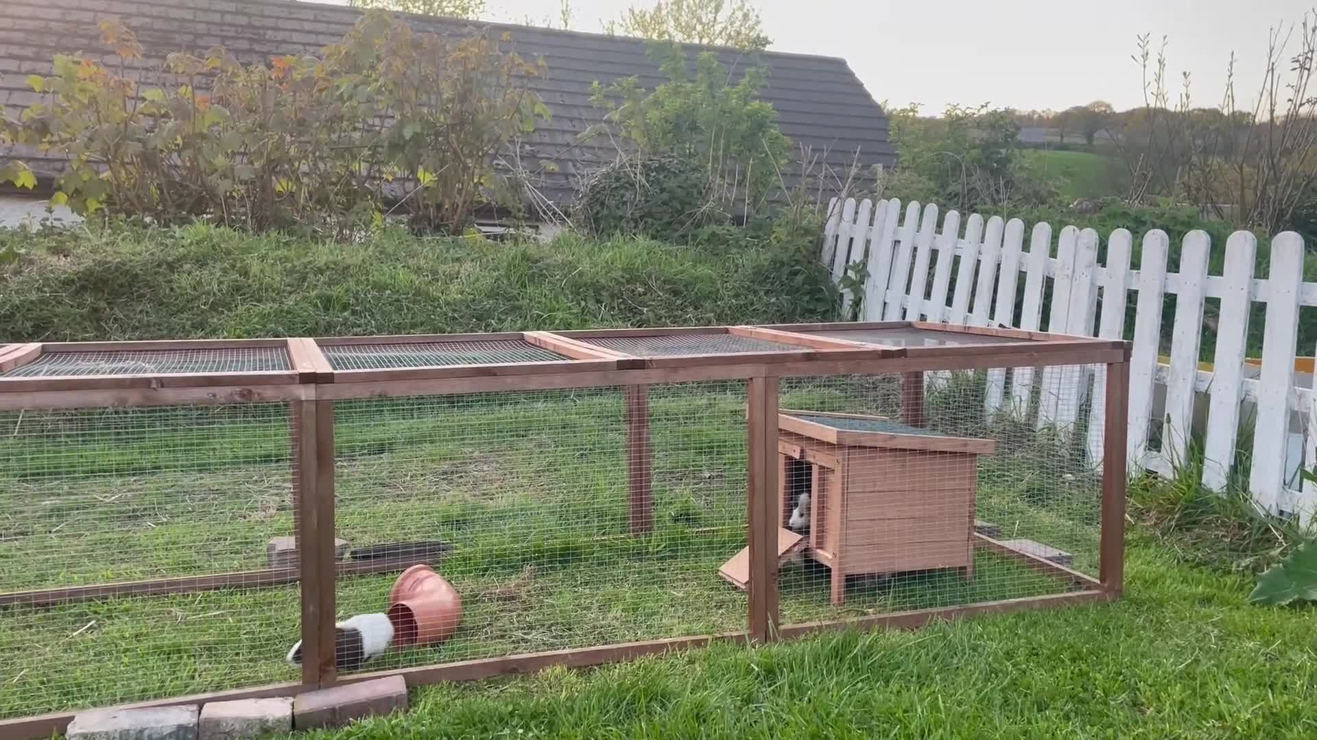 Guinea Pig rodents for sale: Male Guinea Pigs - Video 1