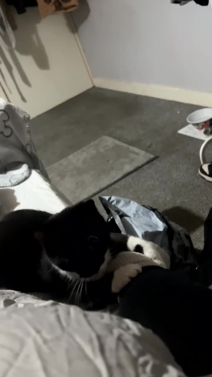 Mixed Breed cats for sale: Black n white kitten  - Video 2