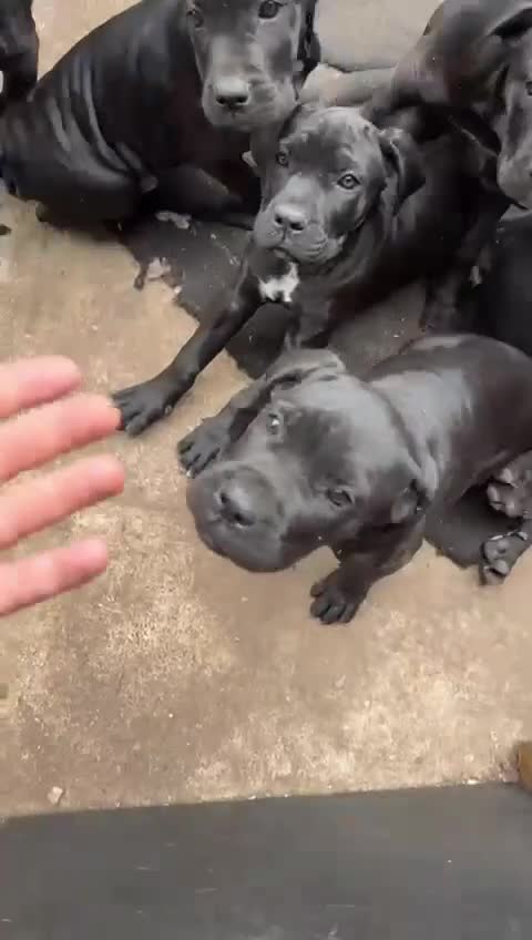Cane Corso dogs for sale: Cane Corso puppies! Only two girls available!!! - Video 1