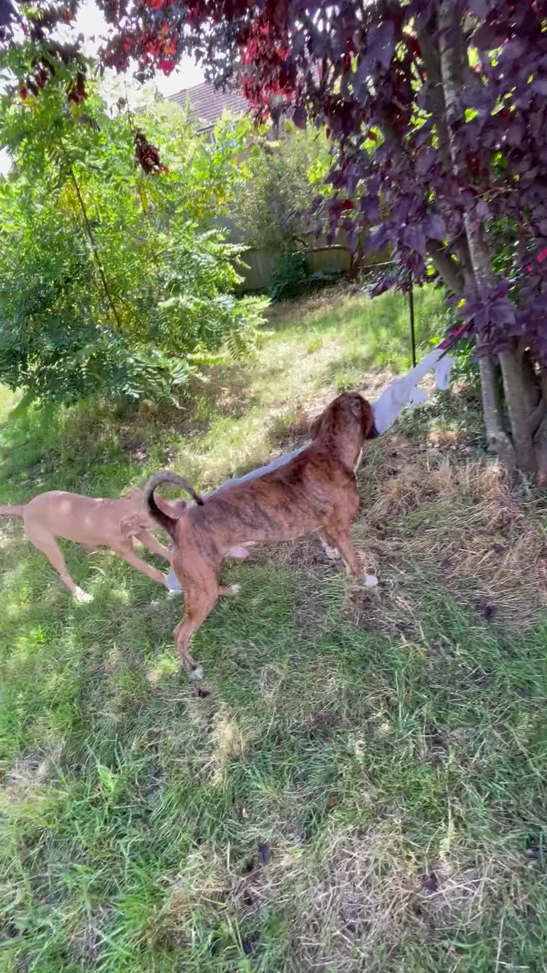 Mixed Breed dogs for sale: Gorgeous family pets are having a litter - Presa X - Video 3