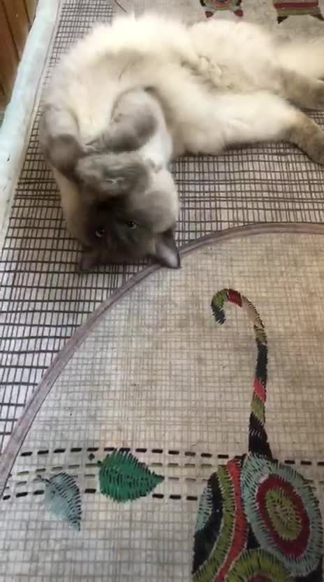 Ragdoll cats for sale: Beautiful Ragdoll male  - Video 1