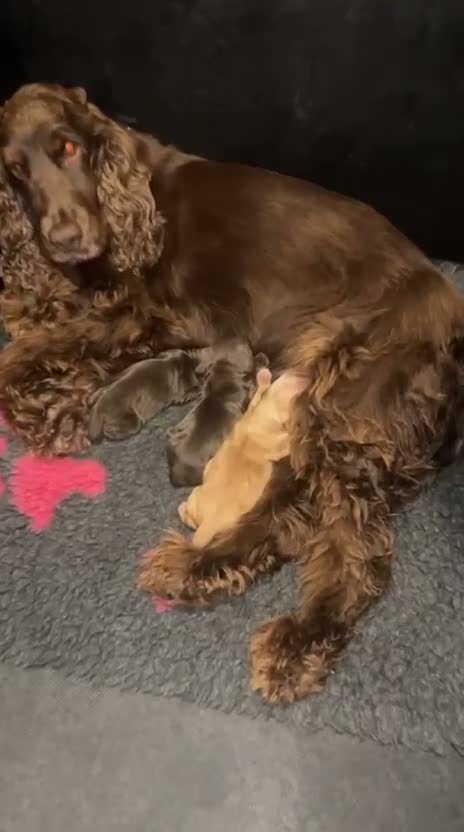 Cocker Spaniel dogs for sale: Show type cocker spaniels KC  - Video 2