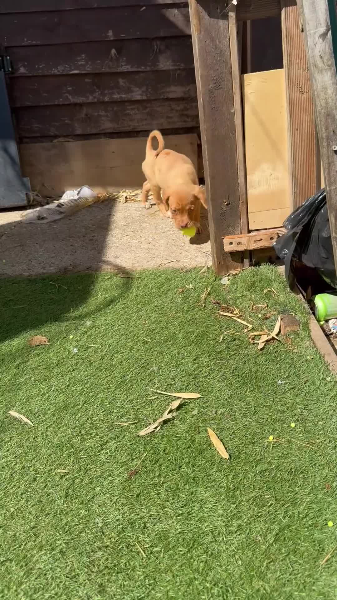 Dogue De Bordeaux dogs for sale: Dogue de Bordeaux cross puppies for sale.  - Video 2