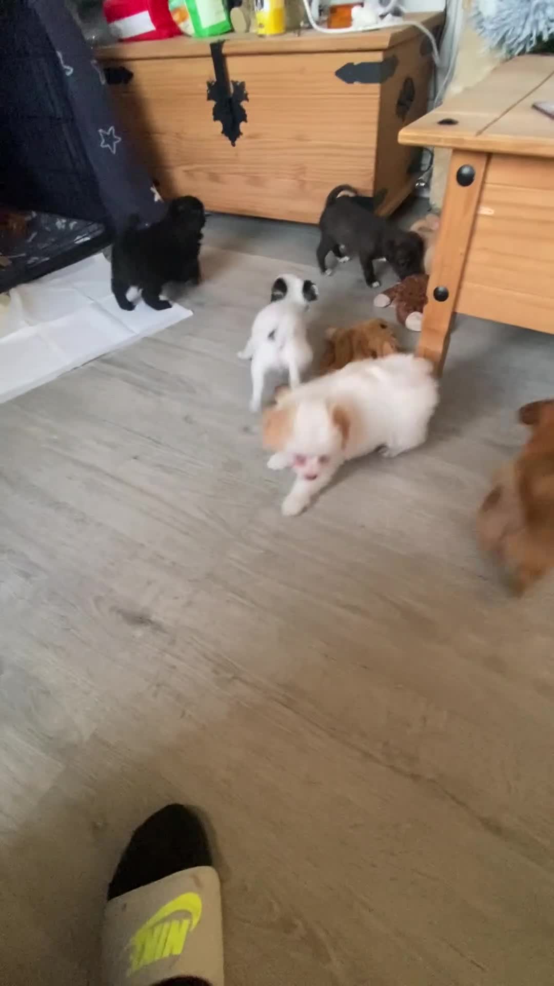 Mixed Breed dogs for sale: Pomapoo x Chihuahua puppies ready to go  - Video 1