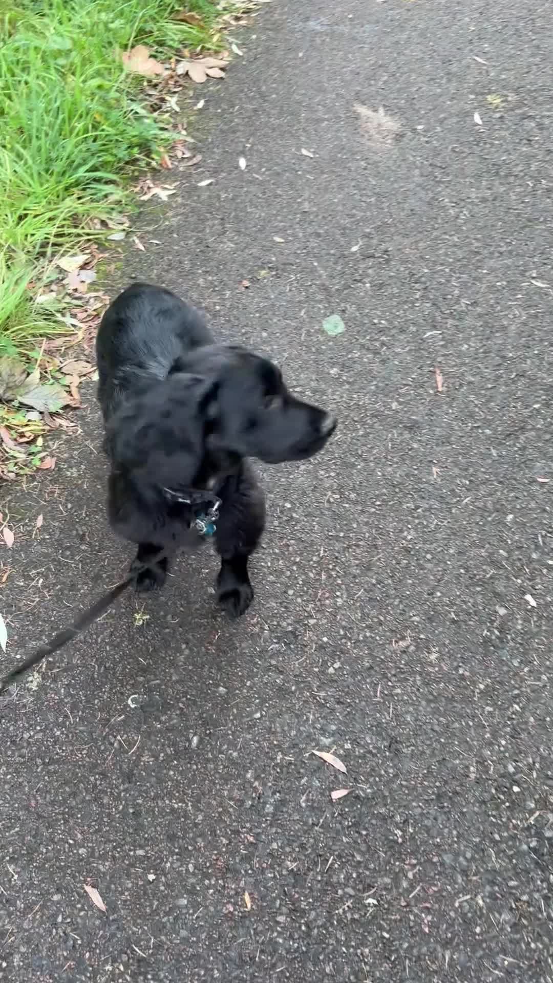 Sprocker dogs for sale: Sprocker, male 11 months old - Video 1