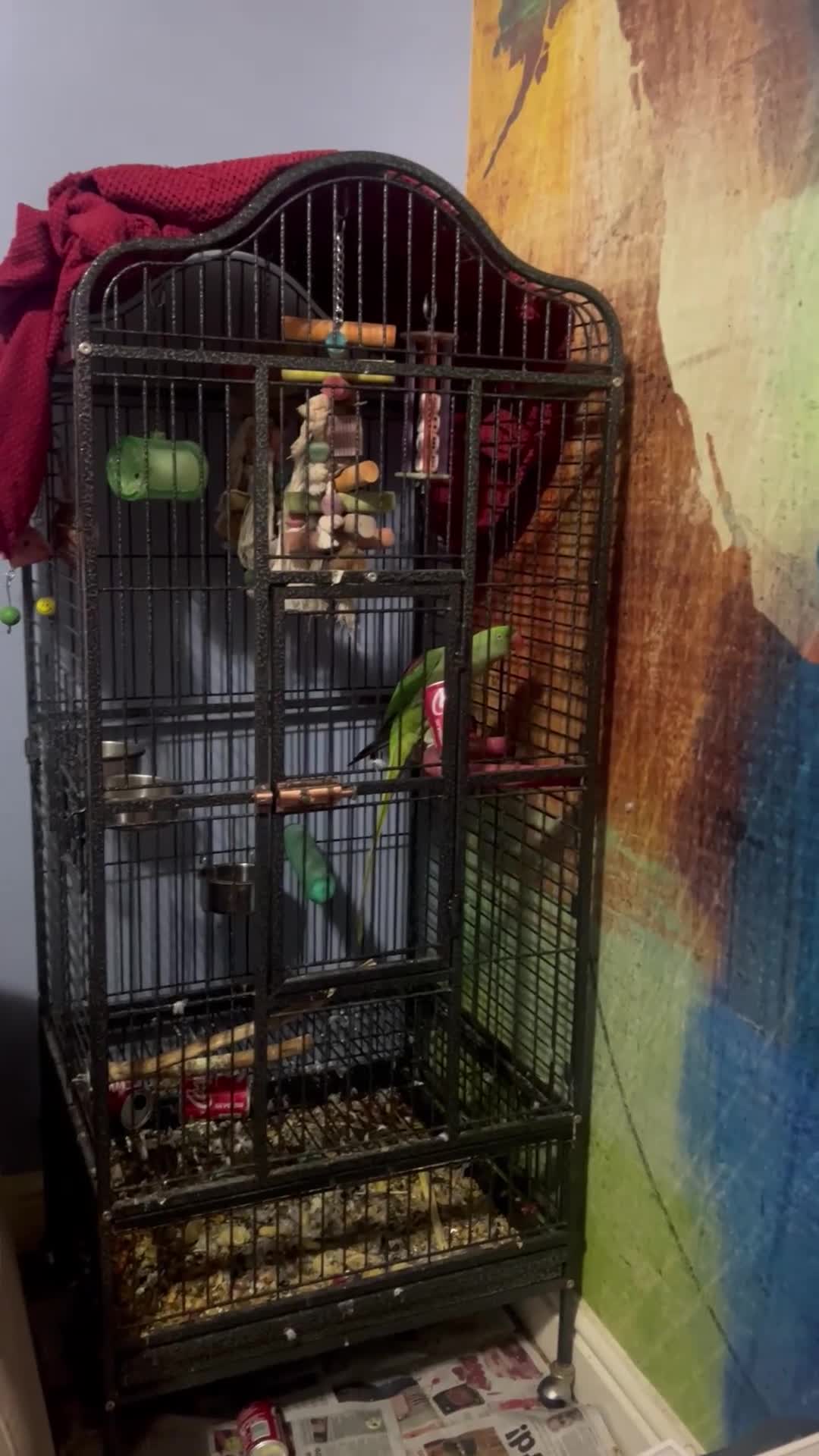 British Shorthair cats for sale: Beautiful ginger cat for sale  in London - Video 2